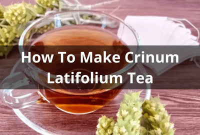 The Health Benefits of Crinum Latifolium Tea