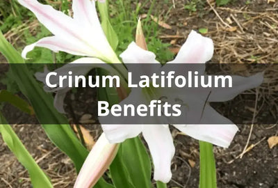 Health Benefits of Crinum Latifolium