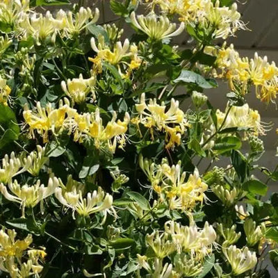 The Health Benefits of Honeysuckle