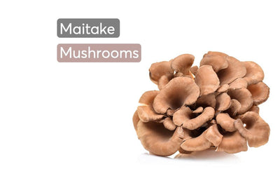 The Health Benefits of Maitake Mushrooms