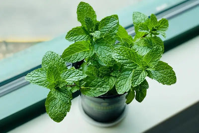 The Health Benefits of Mint Leaves