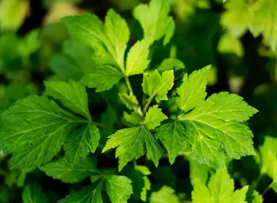 The Health Benefits of Mugwort