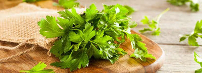 The Health Benefits of Parsley