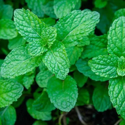 The Health Benefits of Peppermint