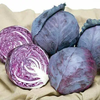 The Health Benefits of Purple Cabbage