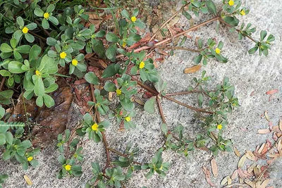 The Health Benefits of Purslane