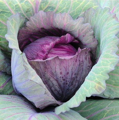 The Health Benefits of Red Cabbage