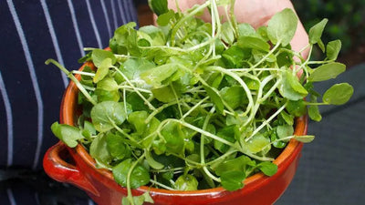 The Health Benefits of Watercress