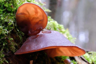 The Health Benefits of Wood Ear Mushroom