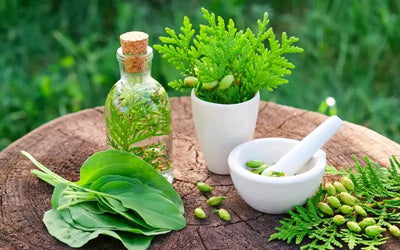 Harnessing Nature's Wisdom: Your Guide to Herbal Medicine