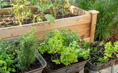 Unlocking Nature's Remedies: A Guide to Herbal Medicine and Healing Plants