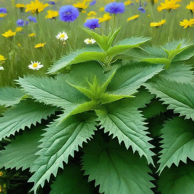 The Hidden Treasure Beyond Stinging Nettles