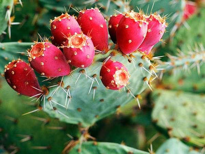 The History of Prickly Pear Fruit