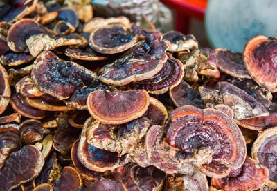 The History of Reishi Mushroom