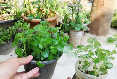 Urban Herbalism: How to Grow Medicinal Herbs in Your Backyard