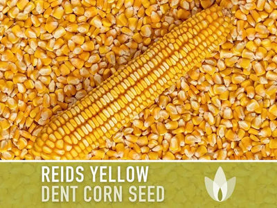 Yellow Dent Corn Kernels Grain Corn Seeds Field Corn for Corn Meal Grinding Plan