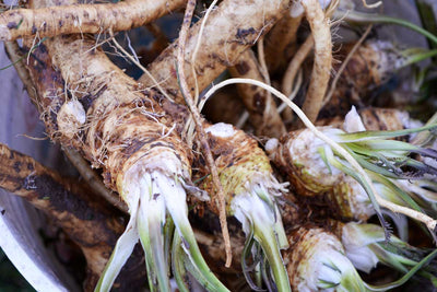 Dandelion Root Tea: Benefits, How to Make It, and Tips for Enjoying This Natural Herbal Brew