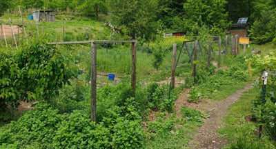 4 Easy Permaculture Techniques to Transform Your Garden