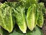 How to Grow Lettuce from Scraps: Your Comprehensive Guide to Sustainable Salad Greens