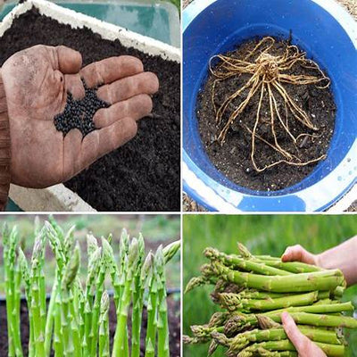 The Ultimate Guide to Growing Asparagus from Seed in Containers: Patience, Persistence, and Delicious Rewards