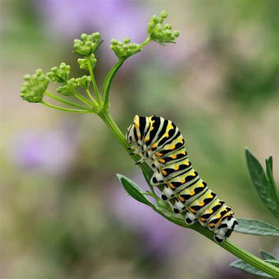 The Enchanting World of Black Swallowtail Caterpillars: A Gardener's Comprehensive Guide to Nurturing Nature's Jewels