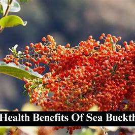 Sea Buckthorn: Unlock Your Everyday Vitality with This Golden, Cold-Climate Superfruit