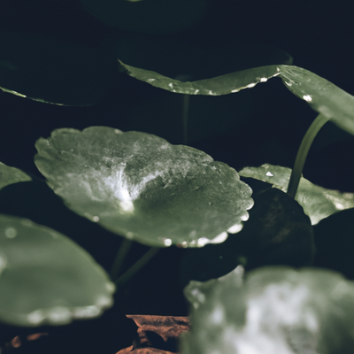 Unlock Brain Power with Gotu Kola: Nature's Memory Booster