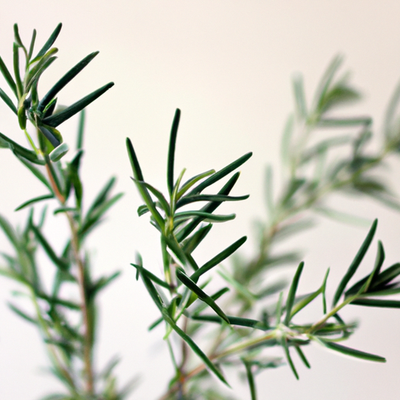 Rise and Shine with Rosemary: A Multifunctional Herb for Health and Beauty