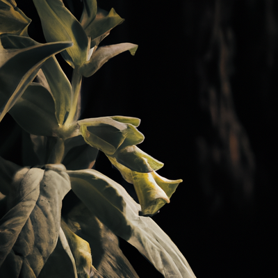 Empower Your Health: Mullein for Respiratory Support