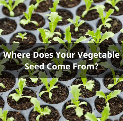 The Importance of Choosing Quality Vegetable Seeds