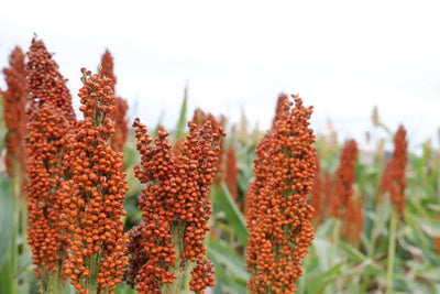 The Importance of Sorghum