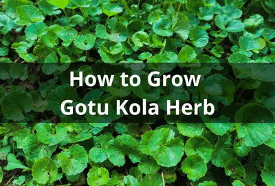 The Indigenous Plant: Gotu Kola