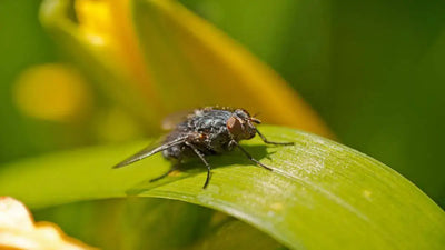 Keeping Deer Flies Away