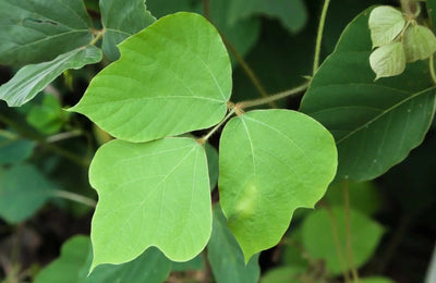 Can Kudzu Help with Menopausal Drinking Urge?