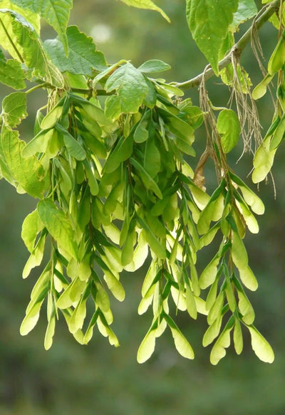 ﻿﻿﻿The Ultimate Guide to Boxelder Maple Seeds: Growing, Benefits, and Uses