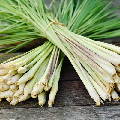 Lemongrass: A Versatile Plant for Drugs and Food