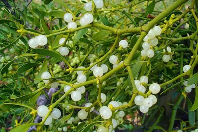 The Little-Known Uses of Mistletoe