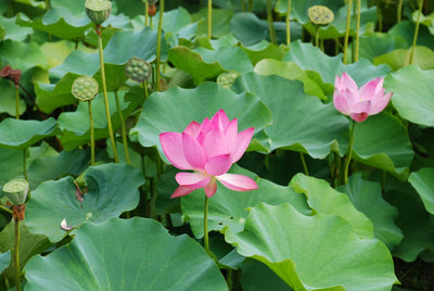 The Ultimate Guide to Lotus Leaf Tea: Benefits of Liancha, Yeoncha, and Tra Sen