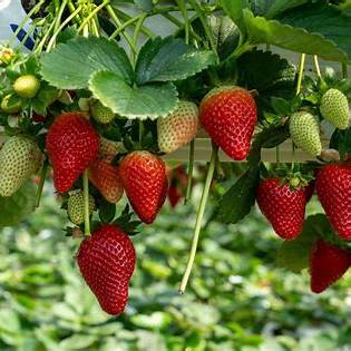 27 Proven Tips for Growing Strawberries Successfully