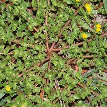 30 Compelling Reasons to Stop Ignoring Purslane: A Nutritional & Gardening Powerhouse