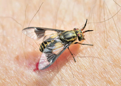 Deer Fly Bites: Your Comprehensive Guide to Identification, Prevention, and Effective Treatment in 2025