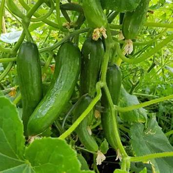 How to Grow Cucumbers on a String: A Comprehensive Guide to Space-Saving Container Gardening