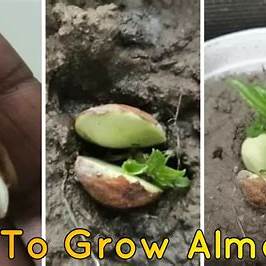 The Complete Guide to Growing Almond Trees from Seed: From Sprout to Harvest