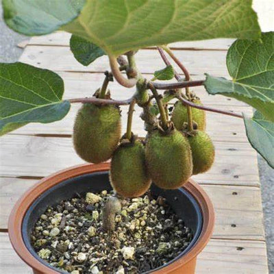 The Ultimate Comprehensive Guide to Planting and Caring for Kiwi in Pots: Your Gateway to Homegrown Tropical Delights