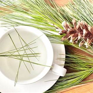 Pine Needle Tea Benefits and How to Brew It Safely at Home