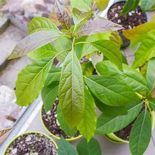 The Ultimate Guide to Propagating Avocado Trees from Leaves: A Beginner's Journey to Success in 2025