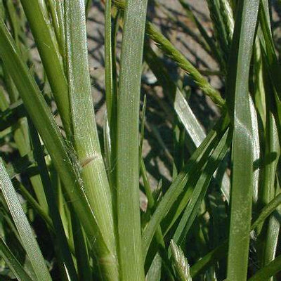 Goosegrass (Eleusine Indica): A Comprehensive Guide to its 20+ Powerful Benefits and Uses