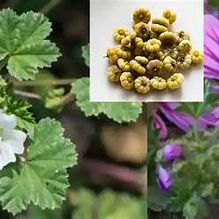 The Gentle Giants: Malva Neglecta & Malva Sylvestris for Wellness and Healing