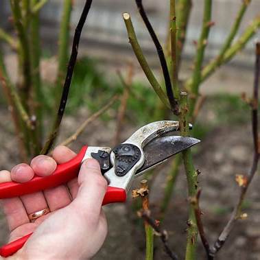 When and How to Prune a Rose Bush: Your Comprehensive Guide to Abundant Blooms
