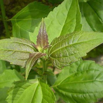 Siam Weed (Chromolaena odorata): A Deep Dive into its Healing Power and Hidden Hazards